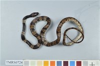 藏品(白梅花蛇)的圖片